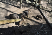 Wildpark Mehlmeisel10.jpg