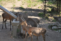 Wildpark Mehlmeisel11.jpg