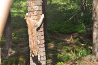Wildpark Mehlmeisel1.jpg