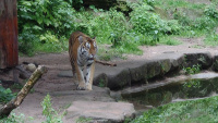 Zoo Nbg 5 66.jpg