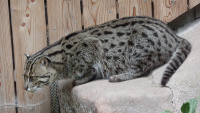 Zoo Nbg 5 64.jpg