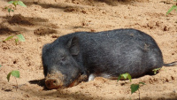 Zoo Nbg 5 69.jpg