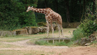 Zoo Nbg 5 63.jpg