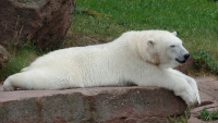 Zoo Nbg 5 67.jpg