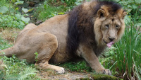Zoo Nbg 5 65.jpg